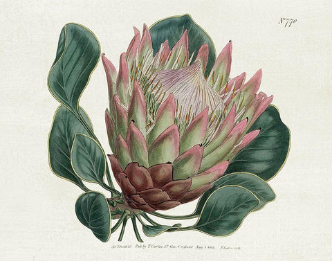 Protea N70 Black Ornate Wood Framed Art Print with Double Matting by Donovan, Kelly