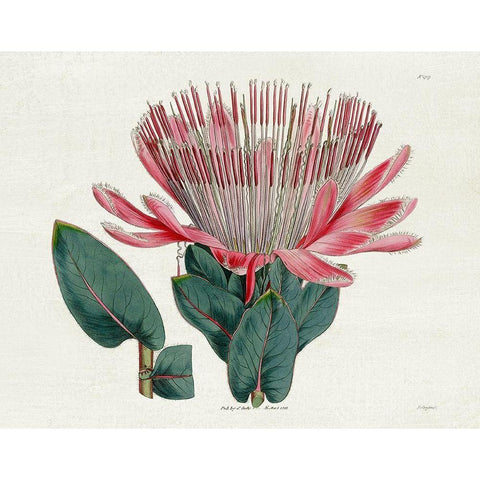 Protea N17 Gold Ornate Wood Framed Art Print with Double Matting by Donovan, Kelly