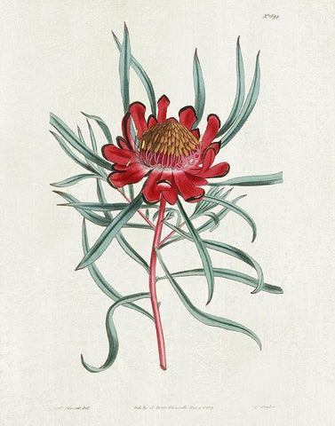 Protea N94 White Modern Wood Framed Art Print with Double Matting by Donovan, Kelly
