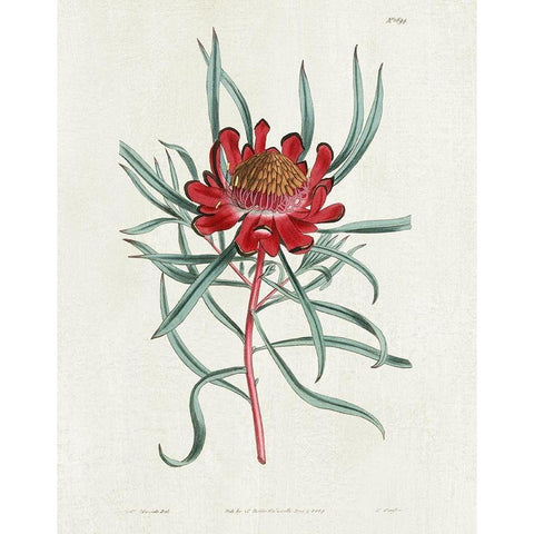 Protea N94 Black Modern Wood Framed Art Print by Donovan, Kelly