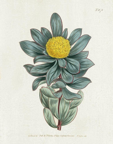 Protea N78 Black Ornate Wood Framed Art Print with Double Matting by Donovan, Kelly