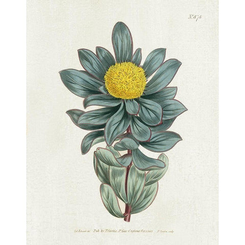 Protea N78 Black Modern Wood Framed Art Print with Double Matting by Donovan, Kelly