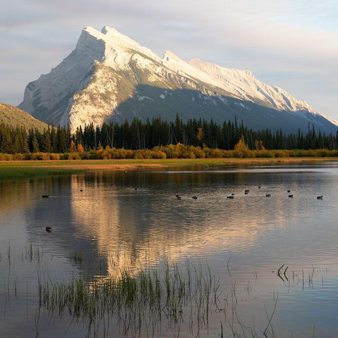 Ducks on Vermillion White Modern Wood Framed Art Print by Robinson, Carol