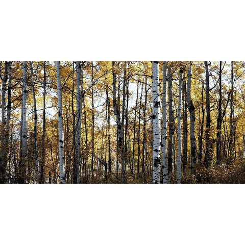 Sunny Grove Black Modern Wood Framed Art Print with Double Matting by Robinson, Carol