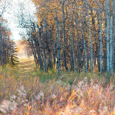 Sunlit Pathway Black Modern Wood Framed Art Print by Robinson, Carol