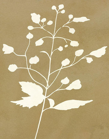 Honey Botanical II White Modern Wood Framed Art Print with Double Matting by Jill, Susan