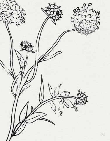 Botanical Study I Black Ornate Wood Framed Art Print with Double Matting by Jill, Susan