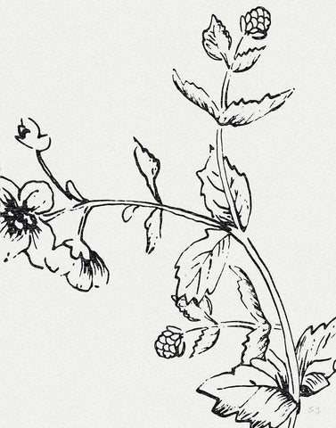 Botanical Study II White Modern Wood Framed Art Print with Double Matting by Jill, Susan
