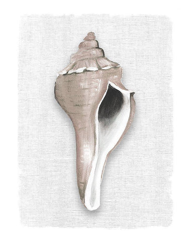 Sea Front Shell II White Modern Wood Framed Art Print with Double Matting by Robinson, Carol