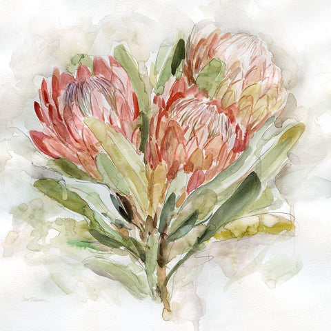 Pale Protea II White Modern Wood Framed Art Print by Robinson, Carol