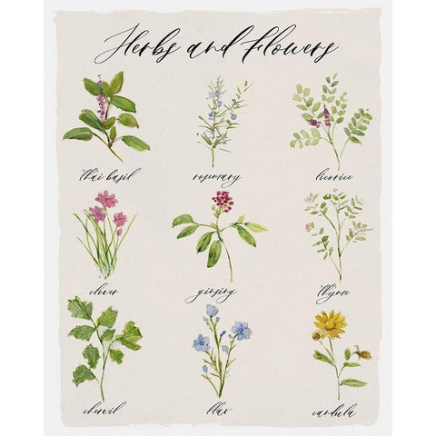 Herbs and Flowers White Modern Wood Framed Art Print by Swatland, Sally