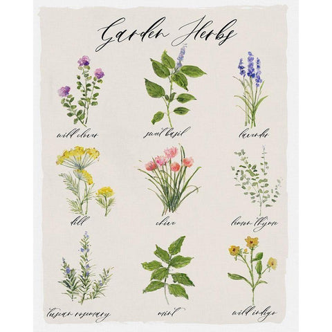 Garden Herbs White Modern Wood Framed Art Print by Swatland, Sally