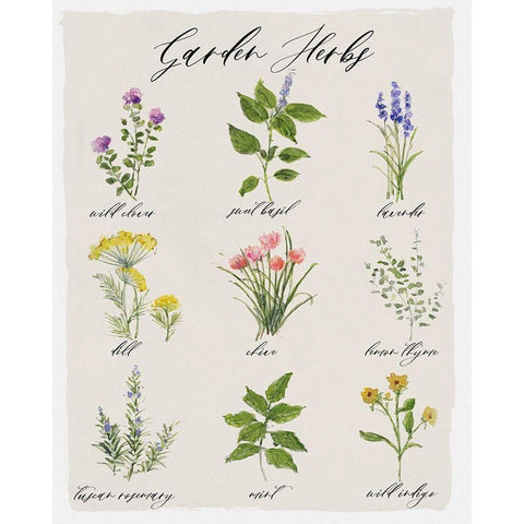 Garden Herbs Black Modern Wood Framed Art Print with Double Matting by Swatland, Sally