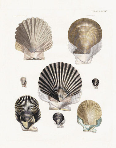 Vintage Shell I Black Ornate Wood Framed Art Print with Double Matting by Donovan, Kelly