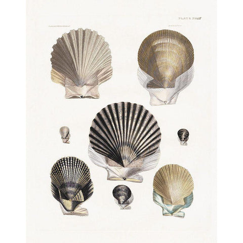 Vintage Shell I White Modern Wood Framed Art Print by Donovan, Kelly