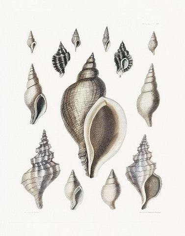 Vintage Shell II Black Ornate Wood Framed Art Print with Double Matting by Donovan, Kelly
