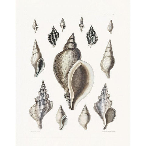 Vintage Shell II Gold Ornate Wood Framed Art Print with Double Matting by Donovan, Kelly