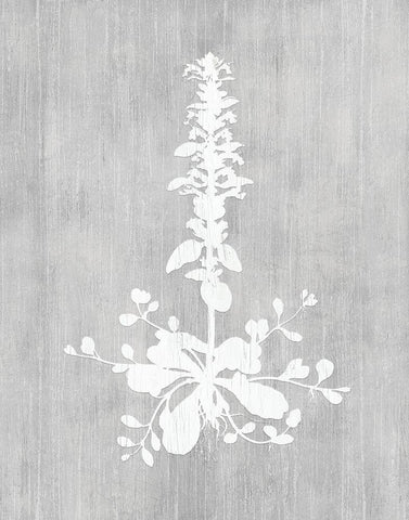 Botany Beauty II White Modern Wood Framed Art Print with Double Matting by CAD Designs