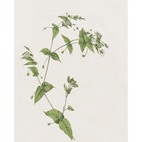 Wispy Botanical I Black Modern Wood Framed Art Print by Donovan, Kelly
