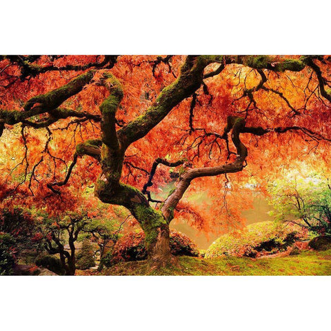Autumn Symphony White Modern Wood Framed Art Print by Delimont, Danita