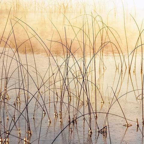 Misty Reeds Black Modern Wood Framed Art Print with Double Matting by Delimont, Danita