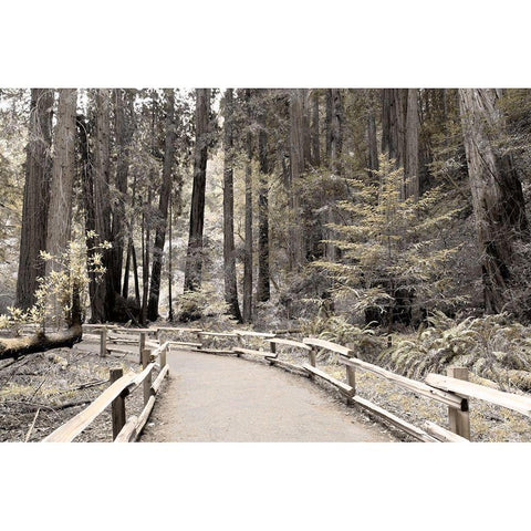 Solitude Path Black Modern Wood Framed Art Print by Delimont, Danita