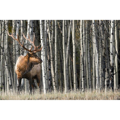 Rocky Mountain Moment Black Modern Wood Framed Art Print with Double Matting by Delimont, Danita