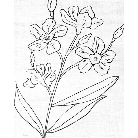 Botanical Sketch I Black Modern Wood Framed Art Print by Carpentieri, Natalie