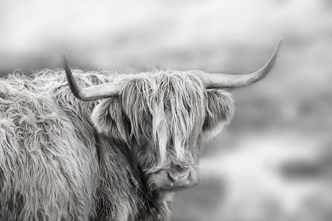 Roaming Isle of Skye Black Ornate Wood Framed Art Print with Double Matting by Delimont, Danita