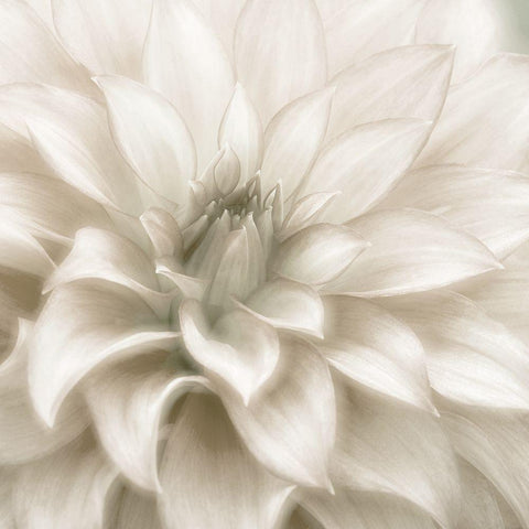 Soft Dahlia Gold Ornate Wood Framed Art Print with Double Matting by Delimont, Danita