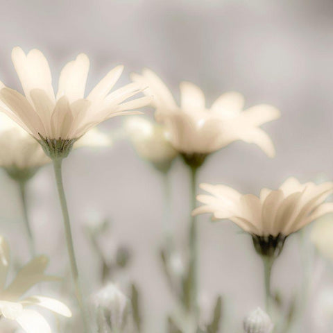 Soft Desert Daisies White Modern Wood Framed Art Print by Delimont, Danita
