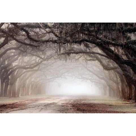 Timeless Plantation Drive White Modern Wood Framed Art Print by Delimont, Danita