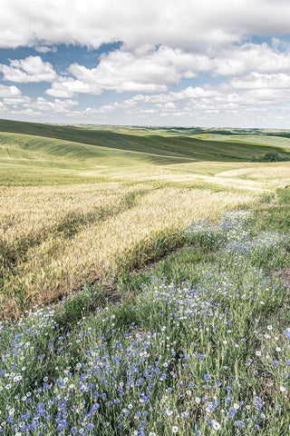 Wildflower Farm White Modern Wood Framed Art Print with Double Matting by Delimont, Danita