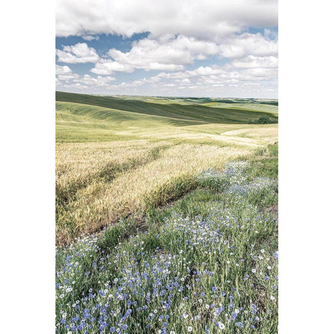 Wildflower Farm Black Modern Wood Framed Art Print with Double Matting by Delimont, Danita