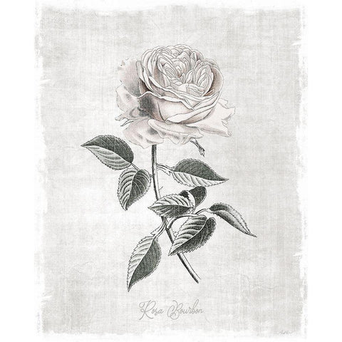 Vintage Botanical I White Modern Wood Framed Art Print by Carpentieri, Natalie