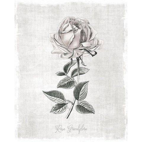 Vintage Botanical II White Modern Wood Framed Art Print by Carpentieri, Natalie