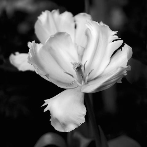 Dramatic Tulip White Modern Wood Framed Art Print with Double Matting by Donovan, Kelly