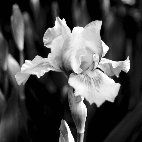 Dramatic Iris White Modern Wood Framed Art Print by Donovan, Kelly