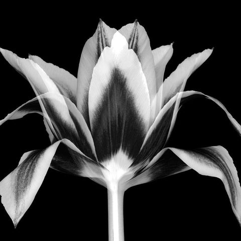 Elegant Tulip White Modern Wood Framed Art Print with Double Matting by Delimont, Danita