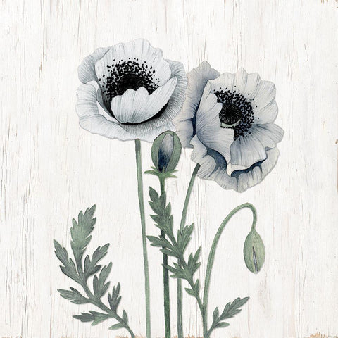 Poppies I White Modern Wood Framed Art Print with Double Matting by Gunn, Kourtni