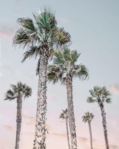 Palm Up II White Modern Wood Framed Art Print with Double Matting by Carpentieri, Natalie