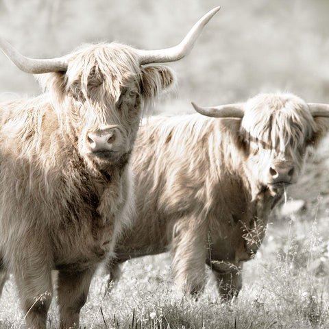 Hairy Highland Bulls Gold Ornate Wood Framed Art Print with Double Matting by Delimont, Danita