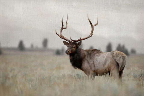 Grand Elk White Modern Wood Framed Art Print with Double Matting by Delimont, Danita