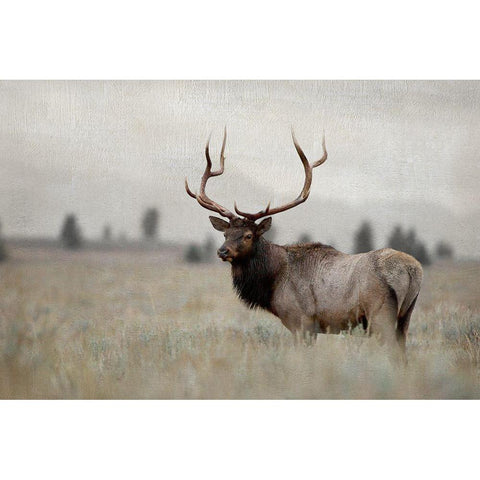 Grand Elk White Modern Wood Framed Art Print by Delimont, Danita