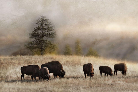 Ridge Grazing White Modern Wood Framed Art Print with Double Matting by Delimont, Danita