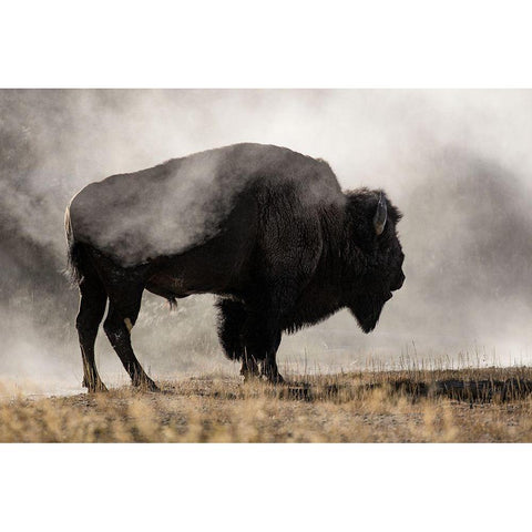 Geyser Basin Black Modern Wood Framed Art Print by Delimont, Danita