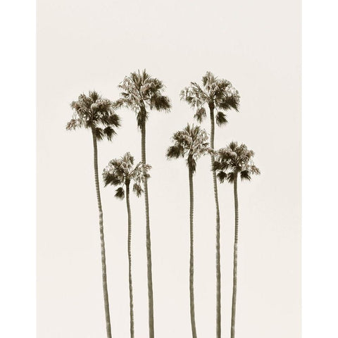 Palm Getaway White Modern Wood Framed Art Print by Carpentieri, Natalie