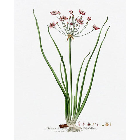 Rose Botanical II White Modern Wood Framed Art Print by CAD Designs