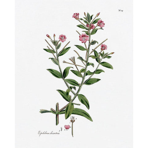 Rose Botanical III Black Modern Wood Framed Art Print with Double Matting by CAD Designs