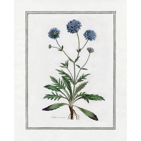 Soft Botanical II White Modern Wood Framed Art Print by CAD Designs
